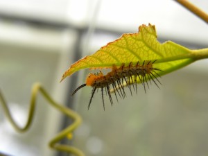 Chenille d'Heliconius hecale au stade 3   